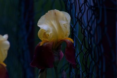 Close-up of fresh yellow flower against blurred background