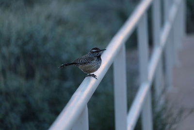 Bird perching on railing