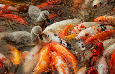 Close-up of koi carps swimming in water