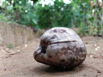 Close-up of fruit on ball on field