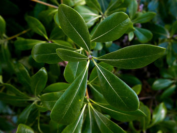 High angle view of green leaves