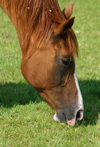 Close-up of brown horse grazing on field