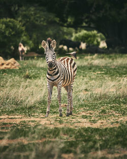 Zebras in a field