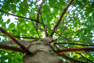 Low angle view of tree branch in forest