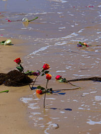 Flowers growing on beach