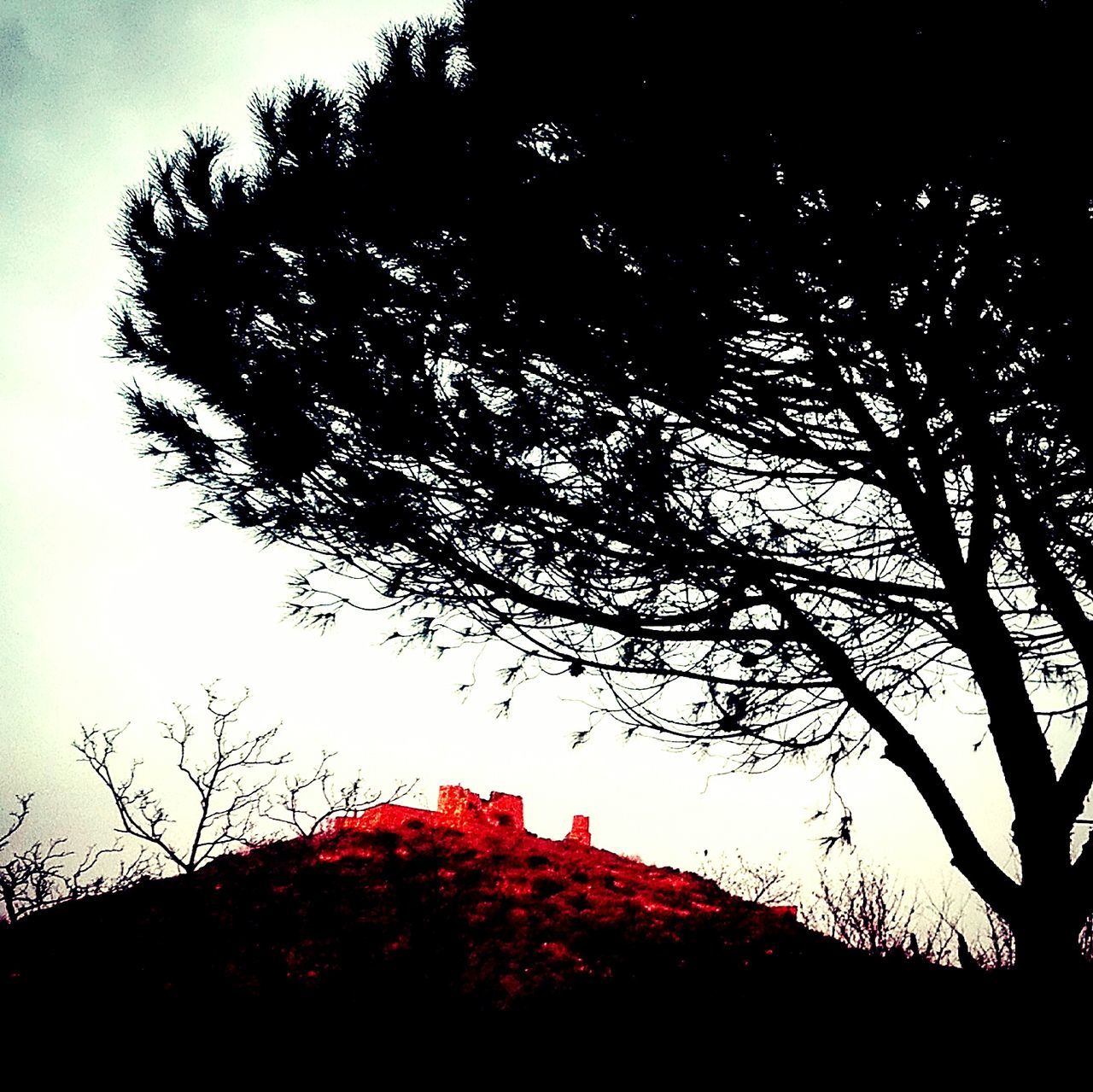 LOW ANGLE VIEW OF TREE AGAINST SKY