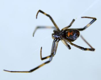 Close-up of spider