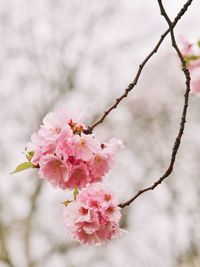 Close-up of pink cherry blossoms in spring