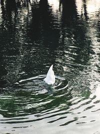 Close-up of swan swimming in lake