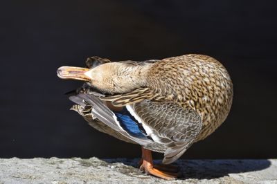 Close-up of bird perching