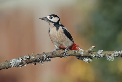 A great spotted woodpecker up close