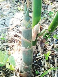 Close-up of cactus on field