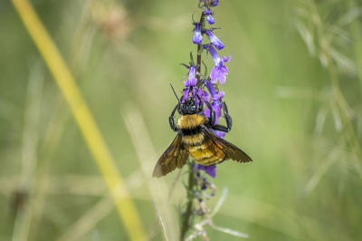 Close-up of bee on flower