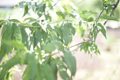 Close-up of leaves