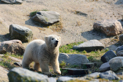 Young curious bear looking away 