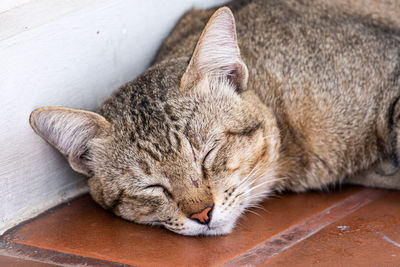 Close-up of cat sleeping