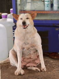 Portrait of dog looking at camera