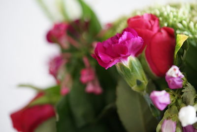 Close-up of pink flowering plant