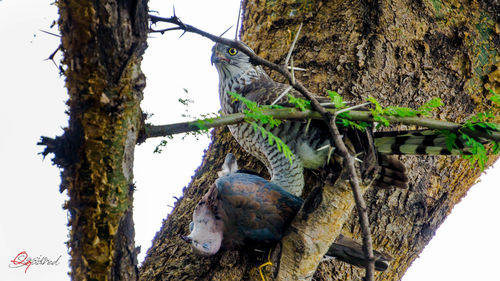 Low angle view of bird perching on tree against sky