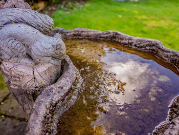 Close-up of driftwood on rock