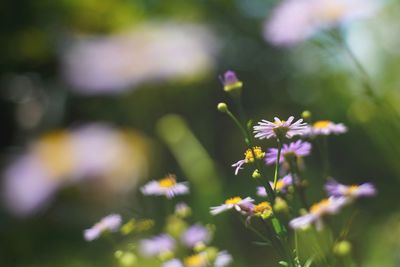 Close-up of purple flowering plant