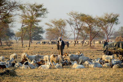 View of sheep on field