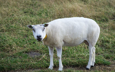 Cow standing in a field