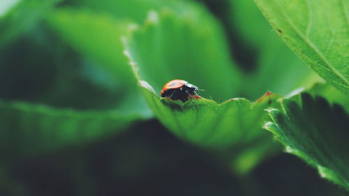 Close-up of insect on leaf