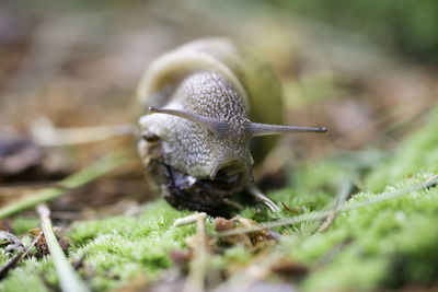 Close-up of snail on land