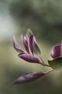 Close-up of pink flower