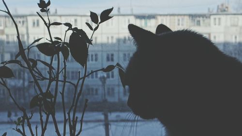 Close-up of silhouette cat by plants against sky