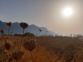 Scenic view of field against sky