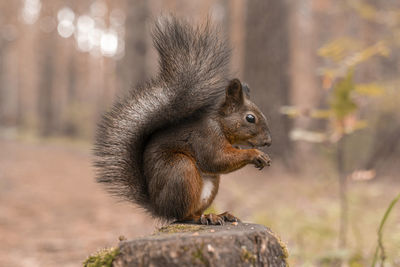 Close-up of squirrel on rock