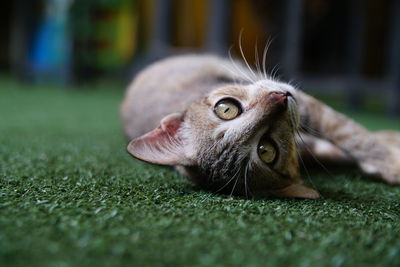 Close-up of a cat lying on grass