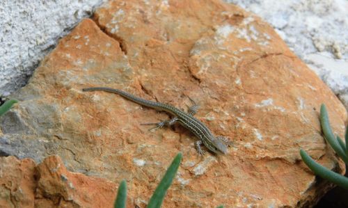 Close-up of lizard on rock