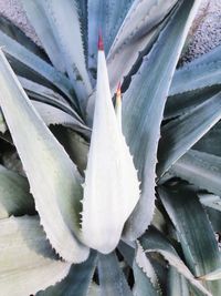 High angle view of white flower