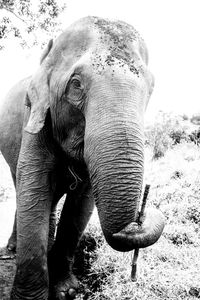 Close-up of elephant on field