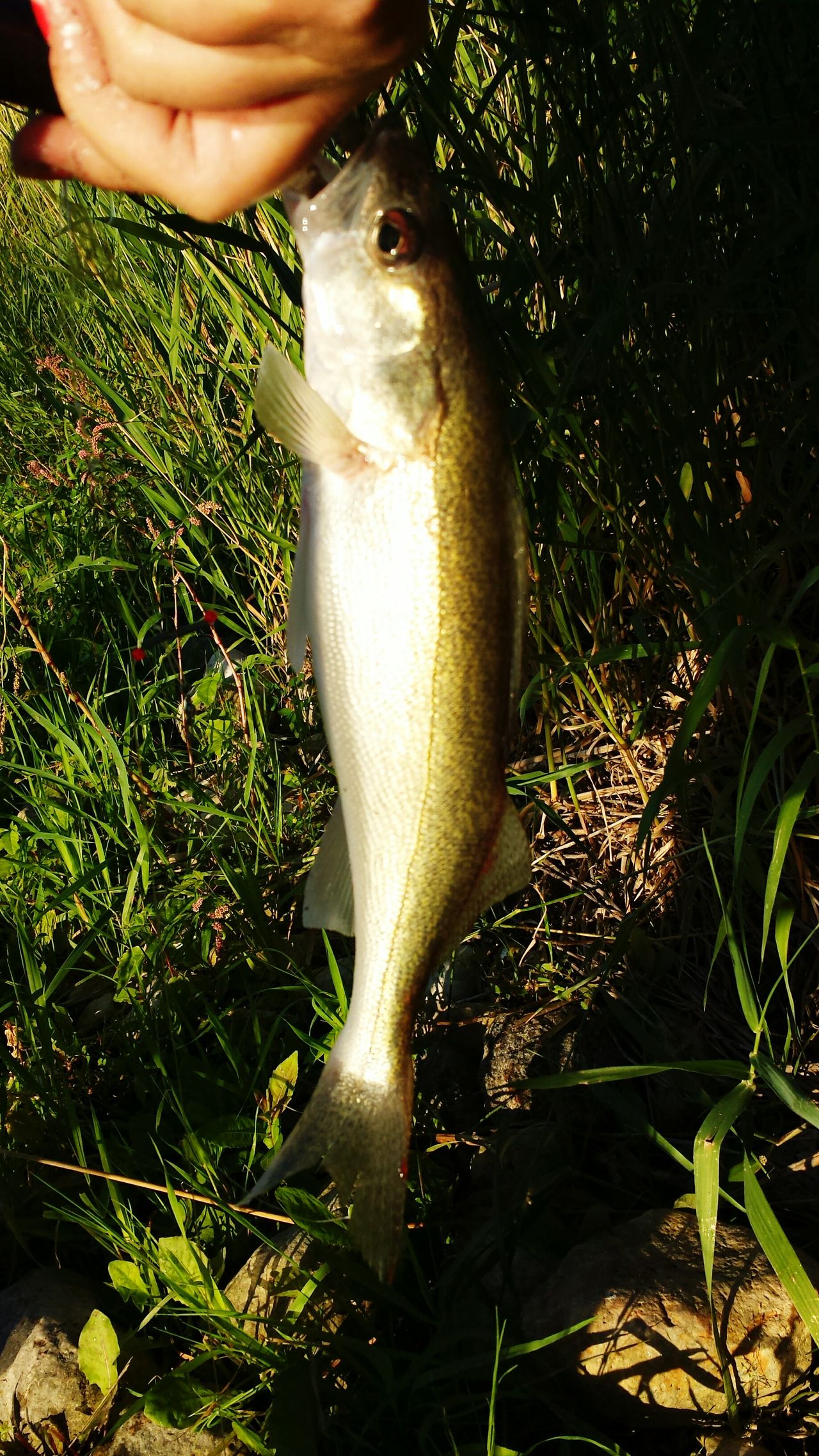 Pickerel