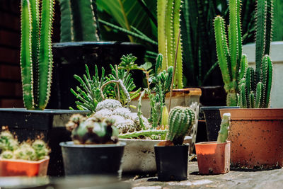 Potted plants in yard