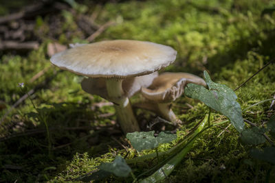 Close-up of mushroom growing on field