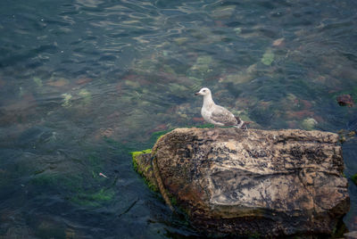 High angle view of seagull perching on rock