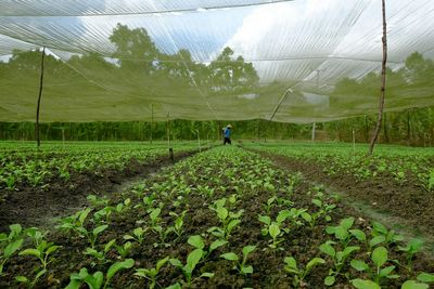 Man working in farm