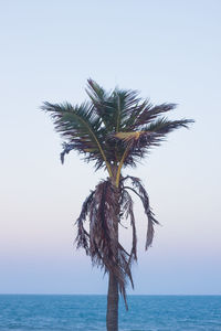 Palm tree by sea against clear sky