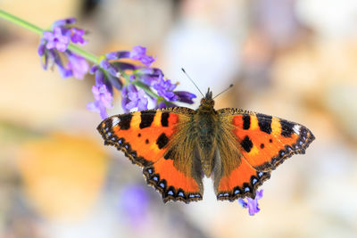 Close-up of butterfly pollinating on purple flower