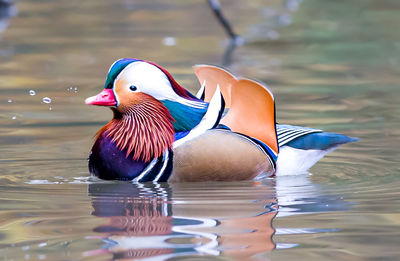 Mandarin duck swimming in lake