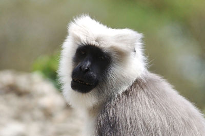 Close-up of a monkey looking away