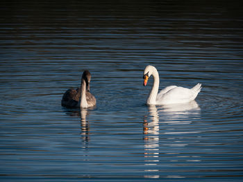 Swans swimming in lake