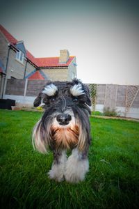 Portrait of dog on field