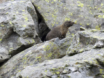 Alpine marmot in high mountains in austria