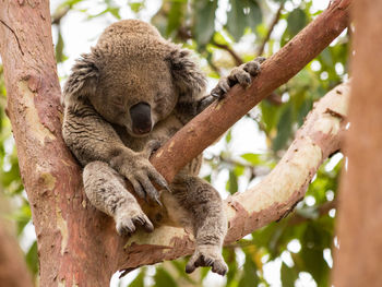 Low angle view of a koala sleeping on a tree